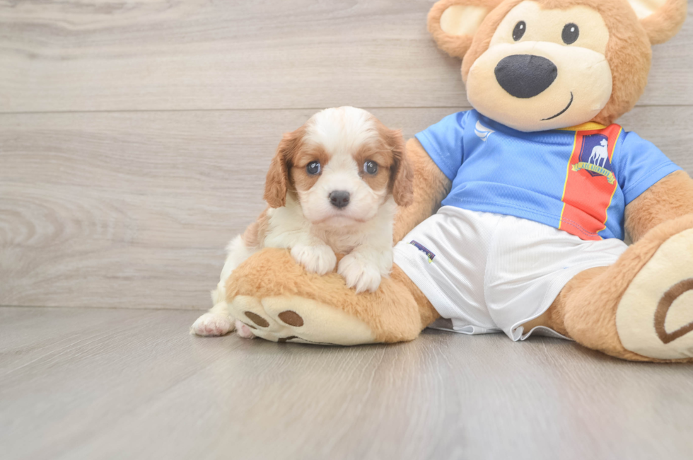 5 week old Cavalier King Charles Spaniel Puppy For Sale - Seaside Pups