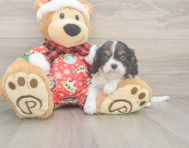 5 week old Cavalier King Charles Spaniel Puppy For Sale - Seaside Pups