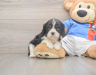 6 week old Cavalier King Charles Spaniel Puppy For Sale - Seaside Pups