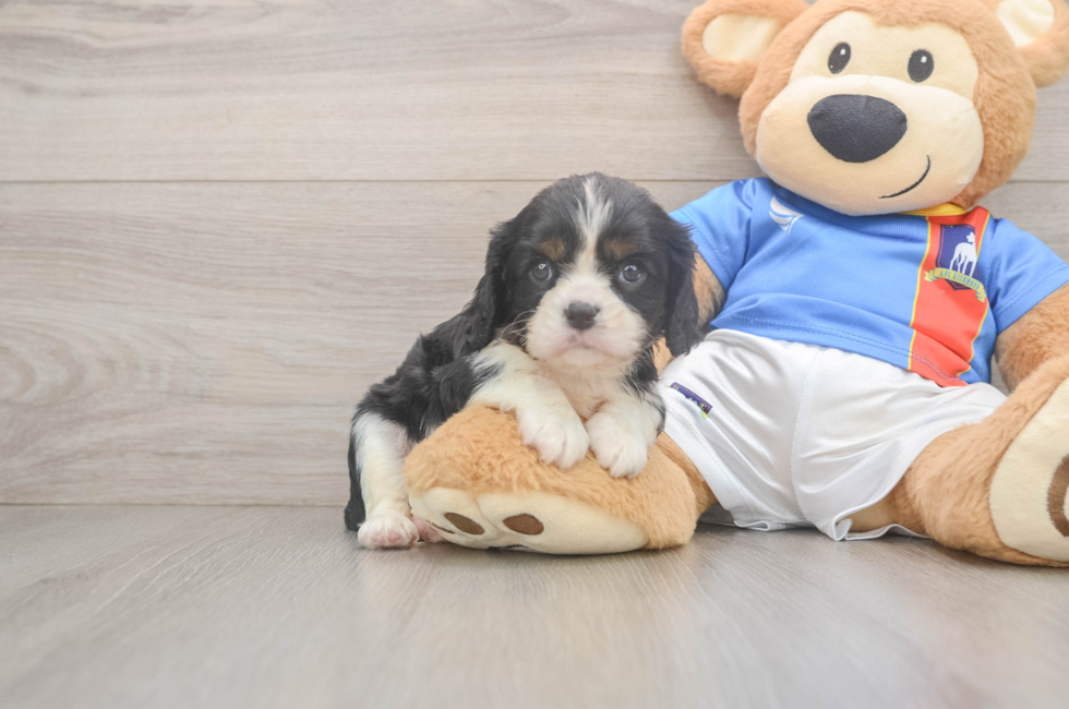 5 week old Cavalier King Charles Spaniel Puppy For Sale - Seaside Pups