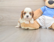 5 week old Cavalier King Charles Spaniel Puppy For Sale - Seaside Pups