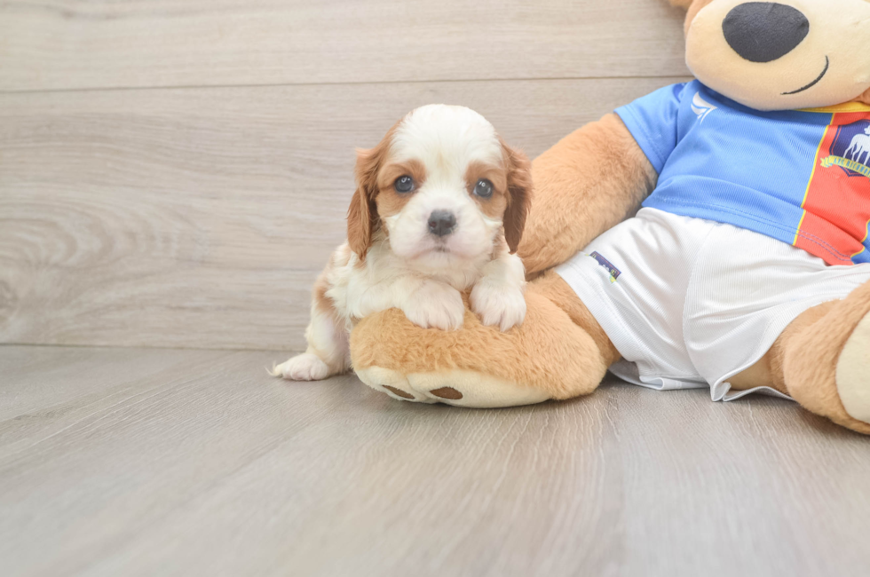 5 week old Cavalier King Charles Spaniel Puppy For Sale - Seaside Pups