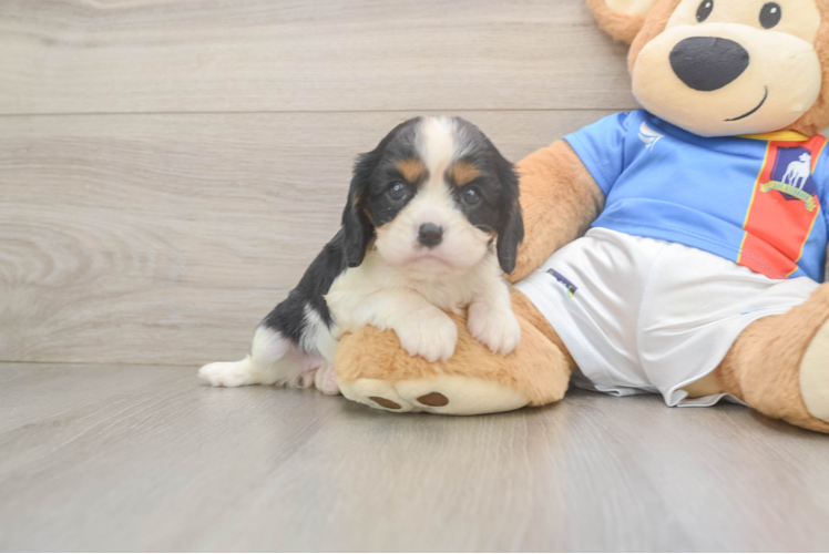 Cavalier King Charles Spaniel Puppy for Adoption