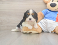 6 week old Cavalier King Charles Spaniel Puppy For Sale - Seaside Pups