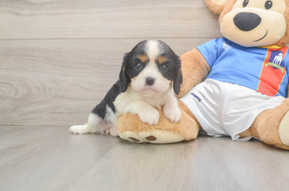 5 week old Cavalier King Charles Spaniel Puppy For Sale - Seaside Pups