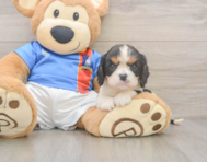 6 week old Cavalier King Charles Spaniel Puppy For Sale - Seaside Pups