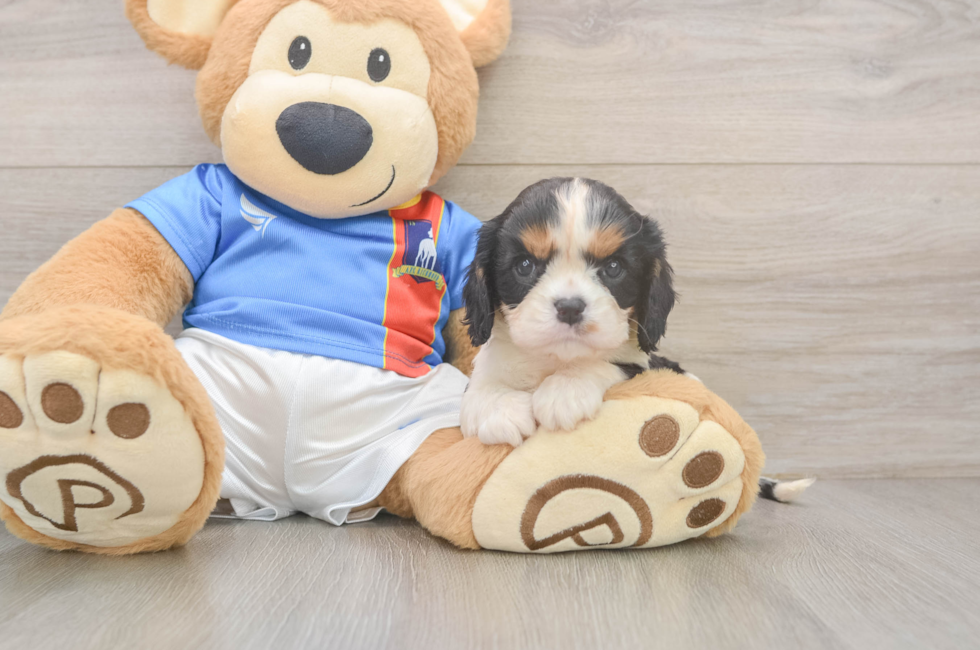 5 week old Cavalier King Charles Spaniel Puppy For Sale - Seaside Pups