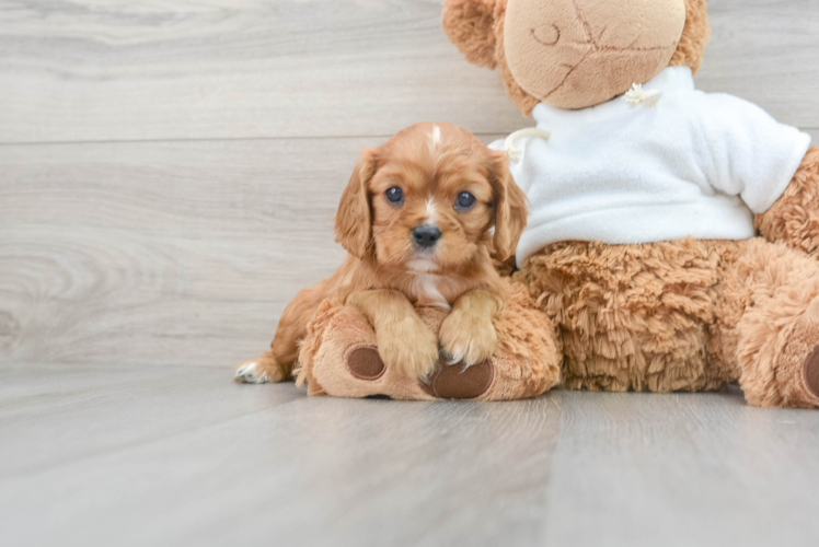 Cavalier King Charles Spaniel Pup Being Cute
