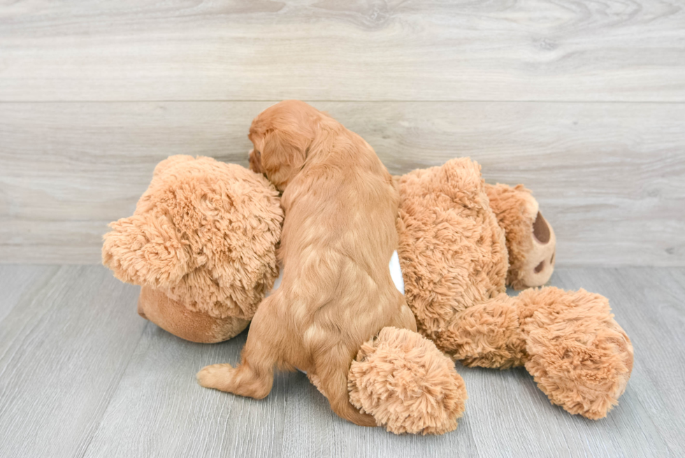 Best Cavalier King Charles Spaniel Baby
