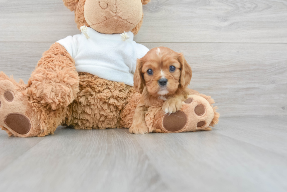 Smart Cavalier King Charles Spaniel Purebred Puppy