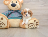 5 week old Cavalier King Charles Spaniel Puppy For Sale - Seaside Pups