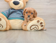 5 week old Cavalier King Charles Spaniel Puppy For Sale - Seaside Pups