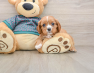 5 week old Cavalier King Charles Spaniel Puppy For Sale - Seaside Pups