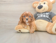 5 week old Cavalier King Charles Spaniel Puppy For Sale - Seaside Pups