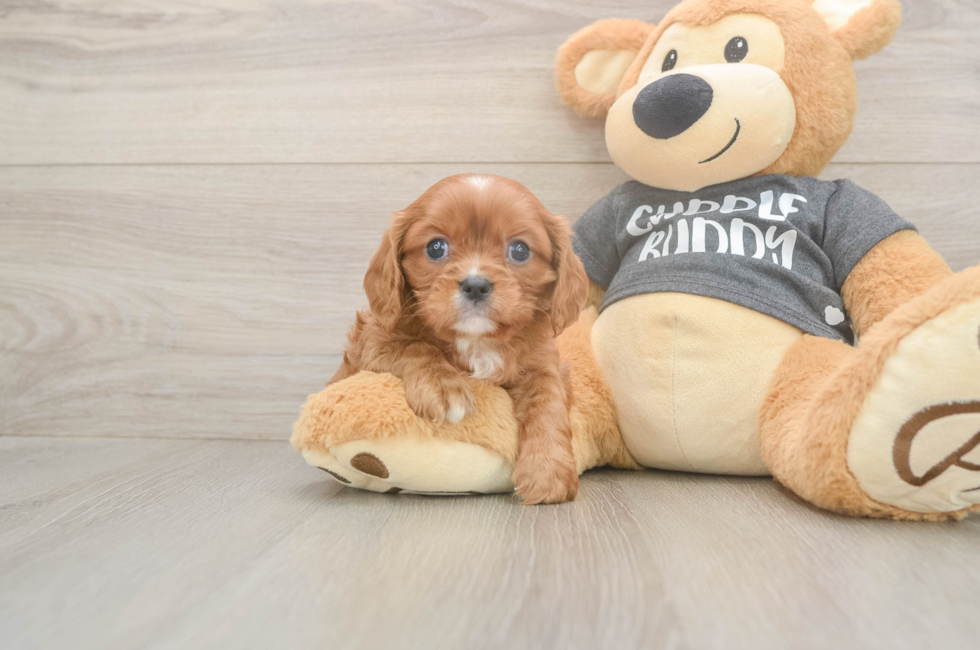 5 week old Cavalier King Charles Spaniel Puppy For Sale - Seaside Pups