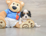 5 week old Cavalier King Charles Spaniel Puppy For Sale - Seaside Pups