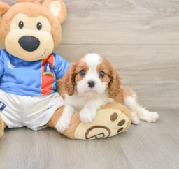 6 week old Cavalier King Charles Spaniel Puppy For Sale - Seaside Pups