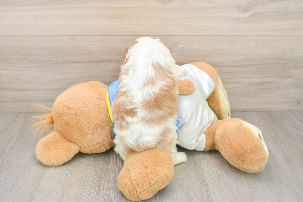 Funny Cavalier King Charles Spaniel Baby