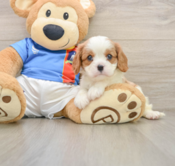 5 week old Cavalier King Charles Spaniel Puppy For Sale - Seaside Pups