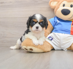 5 week old Cavalier King Charles Spaniel Puppy For Sale - Seaside Pups