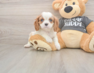 7 week old Cavalier King Charles Spaniel Puppy For Sale - Seaside Pups