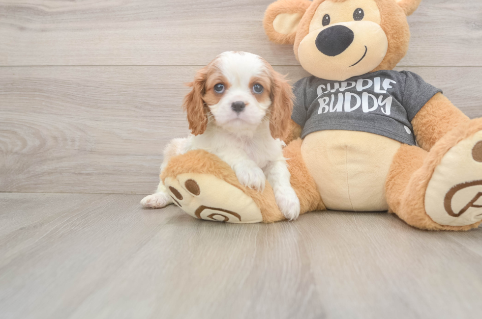 7 week old Cavalier King Charles Spaniel Puppy For Sale - Seaside Pups