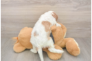 Cavalier King Charles Spaniel Puppy for Adoption