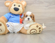 5 week old Cavalier King Charles Spaniel Puppy For Sale - Seaside Pups