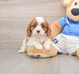 5 week old Cavalier King Charles Spaniel Puppy For Sale - Seaside Pups