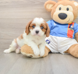5 week old Cavalier King Charles Spaniel Puppy For Sale - Seaside Pups