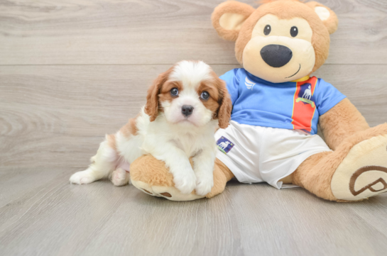 Best Cavalier King Charles Spaniel Baby