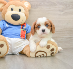 5 week old Cavalier King Charles Spaniel Puppy For Sale - Seaside Pups