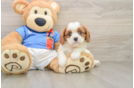 Cavalier King Charles Spaniel Puppy for Adoption
