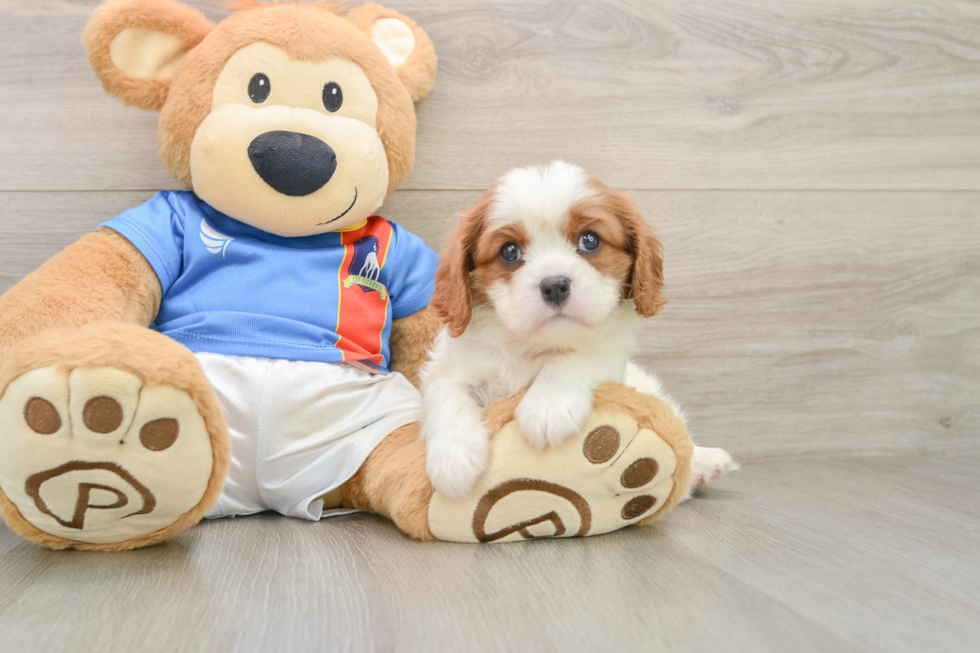 Cavalier King Charles Spaniel Puppy for Adoption