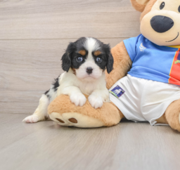 5 week old Cavalier King Charles Spaniel Puppy For Sale - Seaside Pups