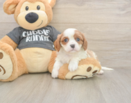 5 week old Cavalier King Charles Spaniel Puppy For Sale - Seaside Pups