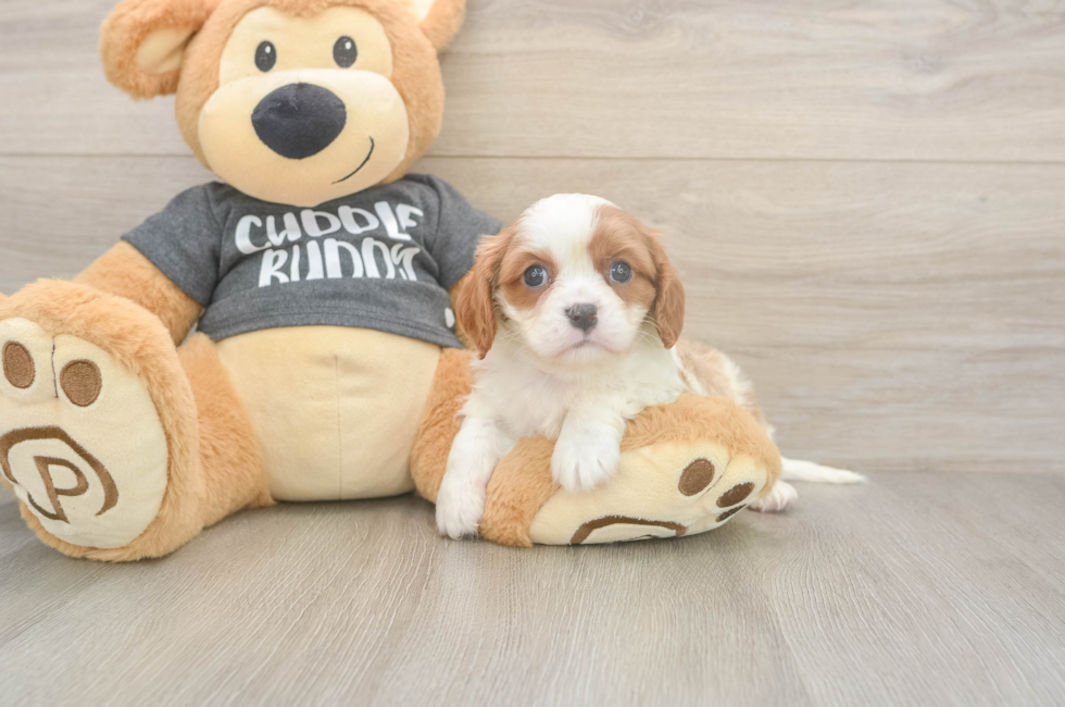 5 week old Cavalier King Charles Spaniel Puppy For Sale - Seaside Pups