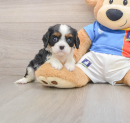 5 week old Cavalier King Charles Spaniel Puppy For Sale - Seaside Pups