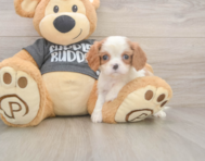 7 week old Cavalier King Charles Spaniel Puppy For Sale - Seaside Pups