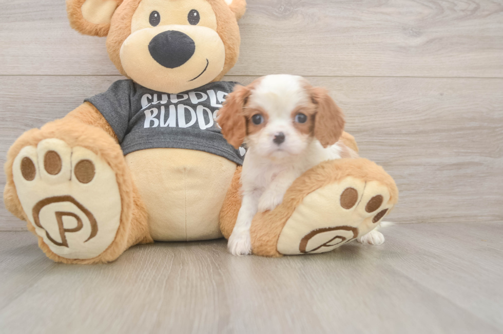 7 week old Cavalier King Charles Spaniel Puppy For Sale - Seaside Pups
