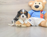 5 week old Cavalier King Charles Spaniel Puppy For Sale - Seaside Pups