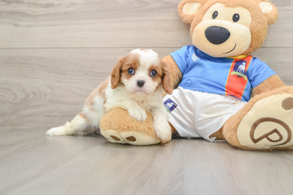 Fluffy Cavalier Purebred Puppy