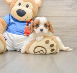 5 week old Cavalier King Charles Spaniel Puppy For Sale - Seaside Pups