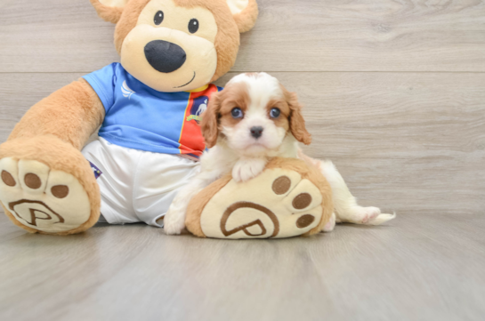 TRISTA, a Cavalier King Charles Spaniel littermate
