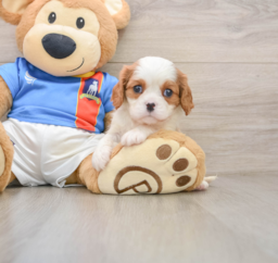 5 week old Cavalier King Charles Spaniel Puppy For Sale - Seaside Pups