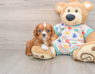 6 week old Cavalier King Charles Spaniel Puppy For Sale - Seaside Pups