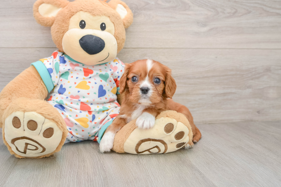 Akc Registered Cavalier King Charles Spaniel Baby