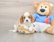 7 week old Cavalier King Charles Spaniel Puppy For Sale - Seaside Pups