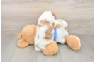 Little Cavalier King Charles Spaniel Purebred Pup