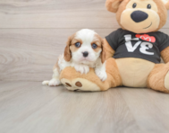5 week old Cavalier King Charles Spaniel Puppy For Sale - Seaside Pups